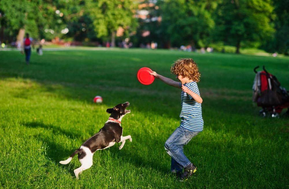 Al Hamra Waterfront amenity Pet Play Area - Al Jazeera Al Hamra, Dubai - by Al Hamra