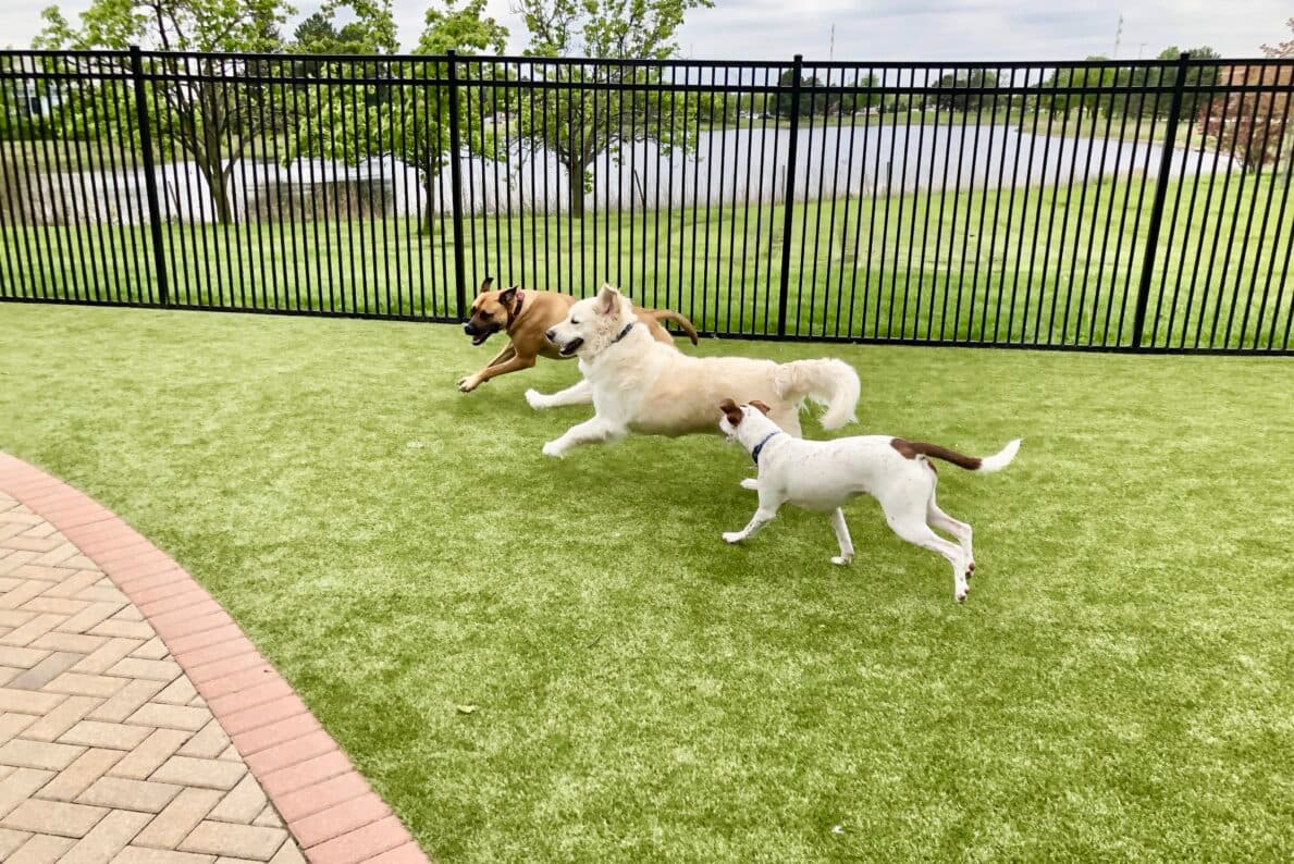 Al Thuraya Island amenity Pet Park - Al Hamriya, Dubai - by Ajmal Makan