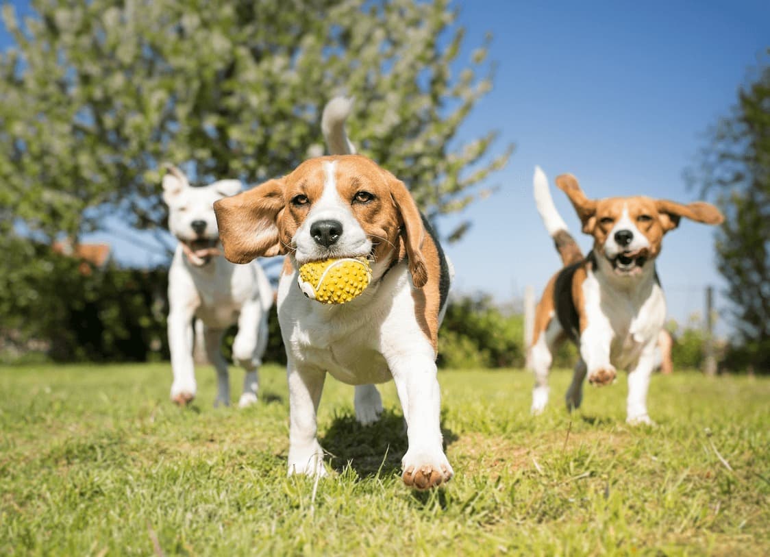 Bayz 102 amenity Pet Park - Business Bay, Dubai - by Danube