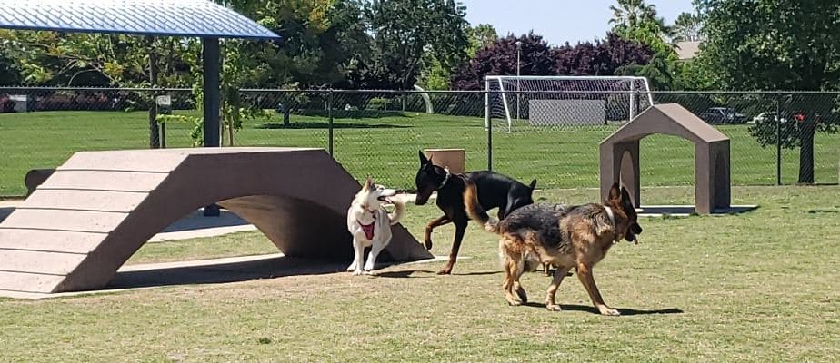 Belgravia Gardens amenity Dog Park - Wadi Al Safa 2, Dubai - by Ellington