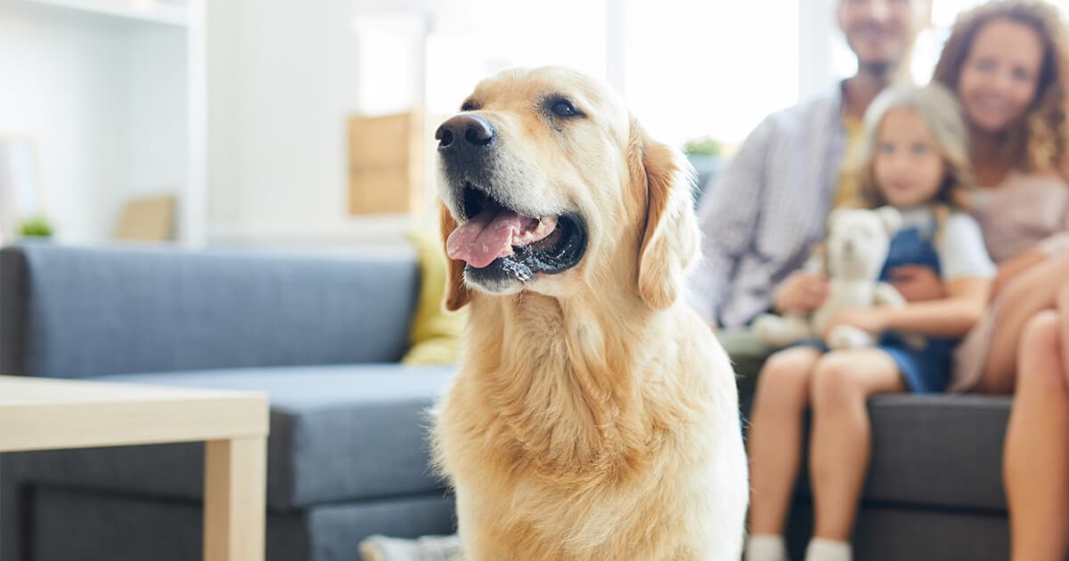 Binghatti Ghost amenity Family-Friendly & Pet-Friendly Policies in Al Jaddaf, Dubai