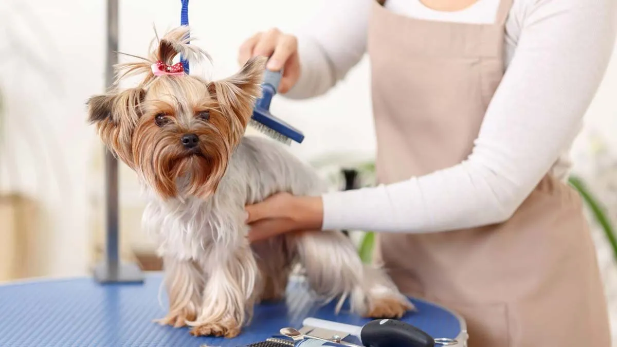 California Residences amenity Pet Grooming Area - City Of Arabia, Dubai - by Infracorp