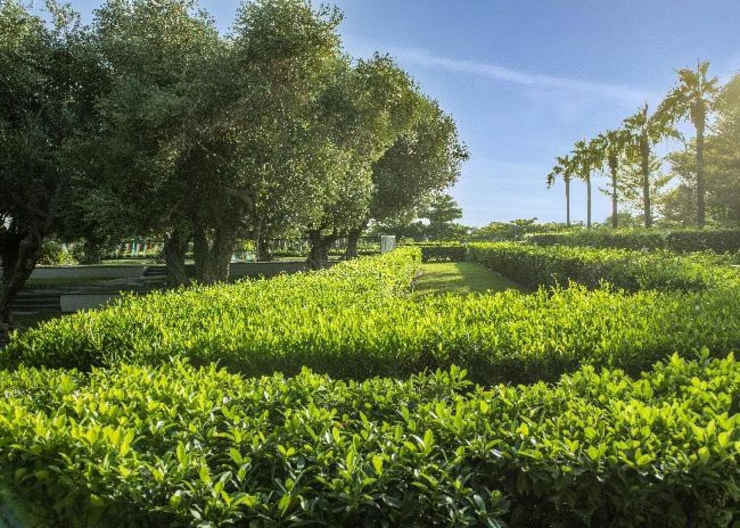 Creekside Residence amenity Internal Gardens & Lush Landscaped Areas - Al Zorah City, Dubai - by Al Zorah Development Company