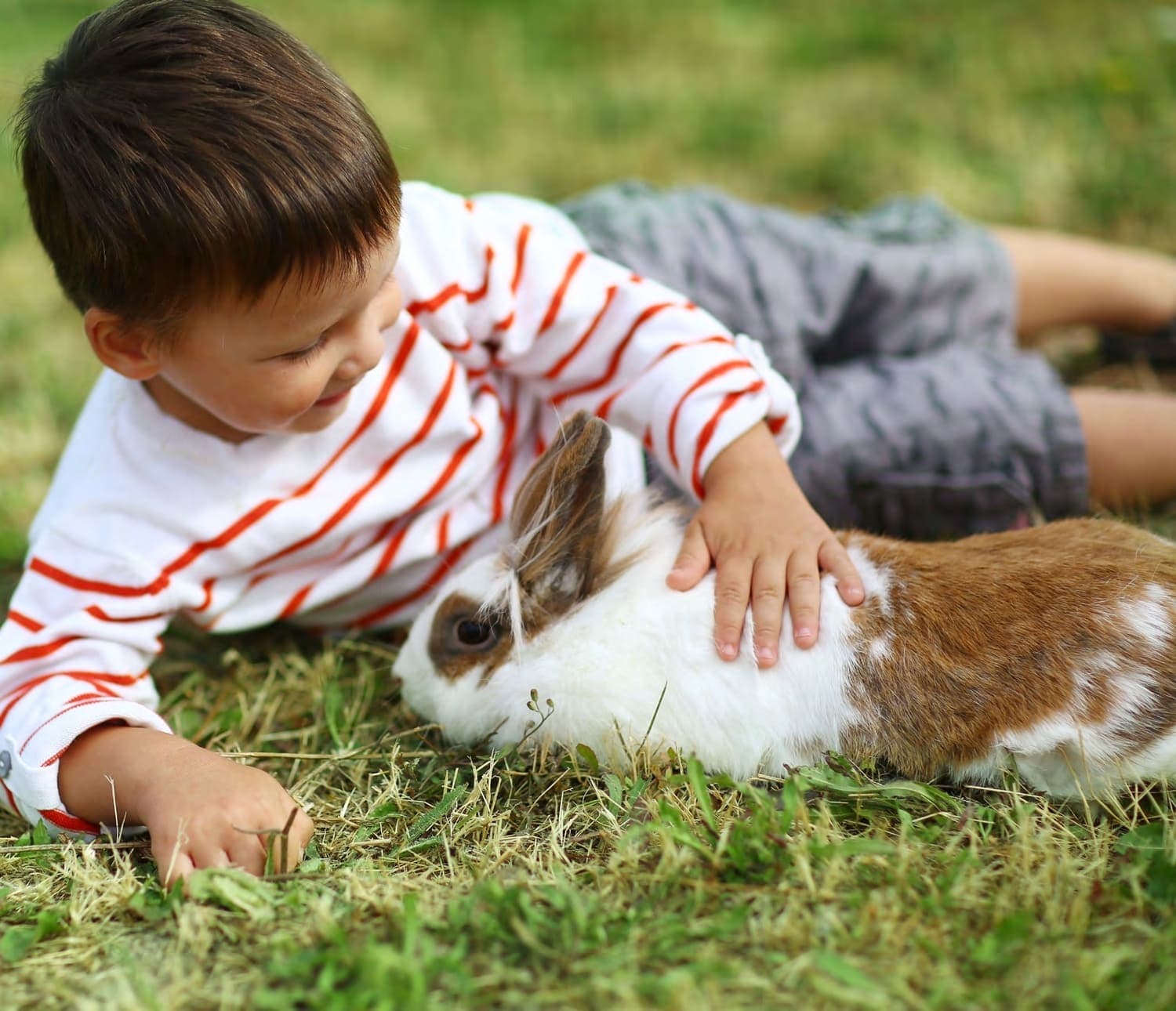 Damac Hills 2 - Victoria amenity Farmer’S Market Petting Farm - Damac Hills 2, Dubai - by DAMAC