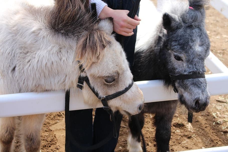 Damac Hills 2 - Virdis amenity Farmer’S Market Petting Farm in Damac Hills 2, Dubai