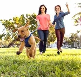 Damac Hills - Golf Gate amenity Dog Park - Damac Hills, Dubai - by DAMAC