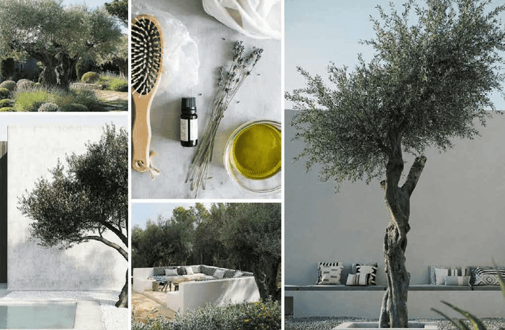 Damac Lagoons Views amenity Olive Trees Garden - Damac Lagoons, Dubai - by DAMAC