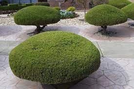 Damac Prive amenity Manicured Landscaping - Business Bay, Dubai - by DAMAC