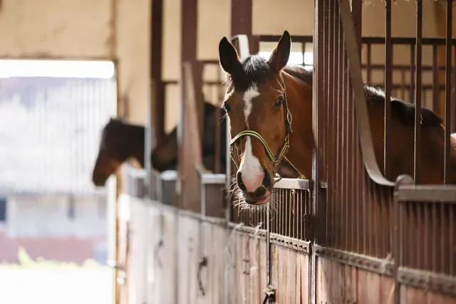Equiterra 2 amenity The Stables - Dubai Investments Park, Dubai - by Emaar