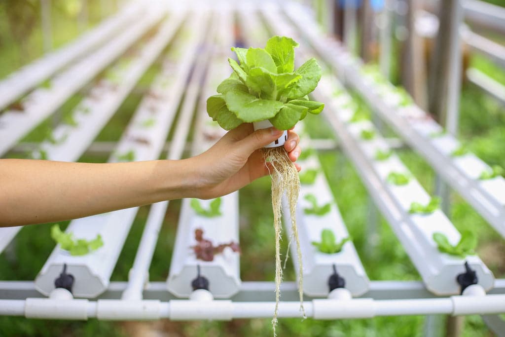 Farm Gardens Villas amenity Hydroponics - The Valley, Dubai - by Emaar