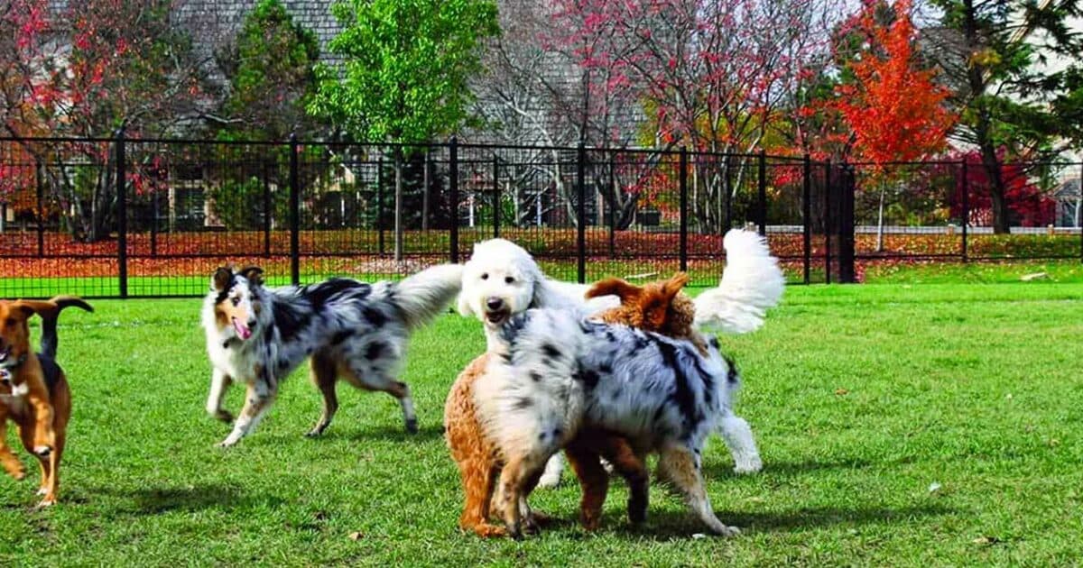 HillCrest amenity Dog Park - Town Square, Dubai - by Nshama Group