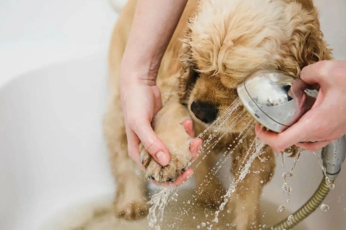 Lexington amenity Pet Washroom - Town Square, Dubai - by Nshama Group