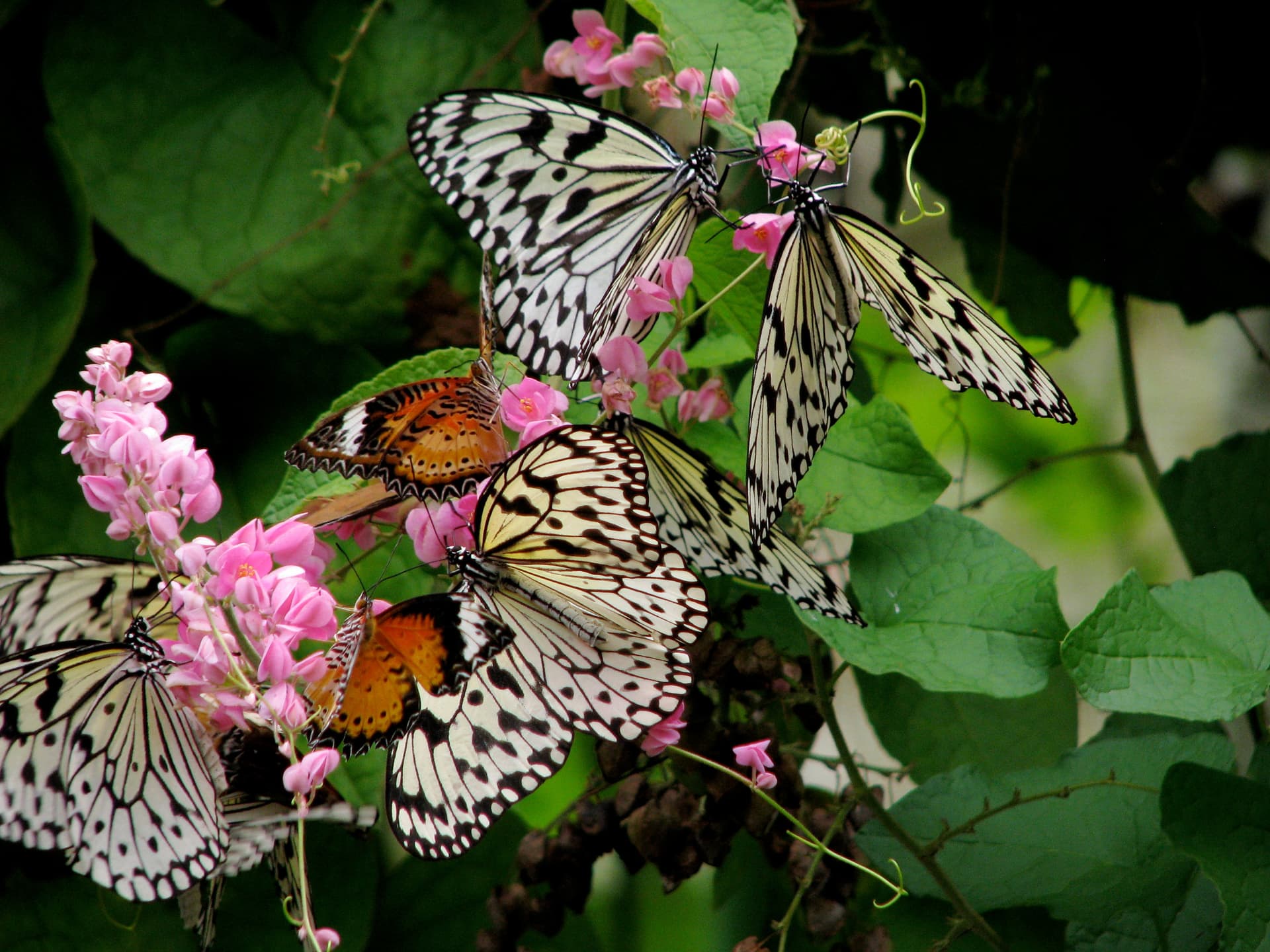 Luma Park Views amenity Butterfly Garden in JVC (Jumeirah Village Circle), Dubai, by TownX
