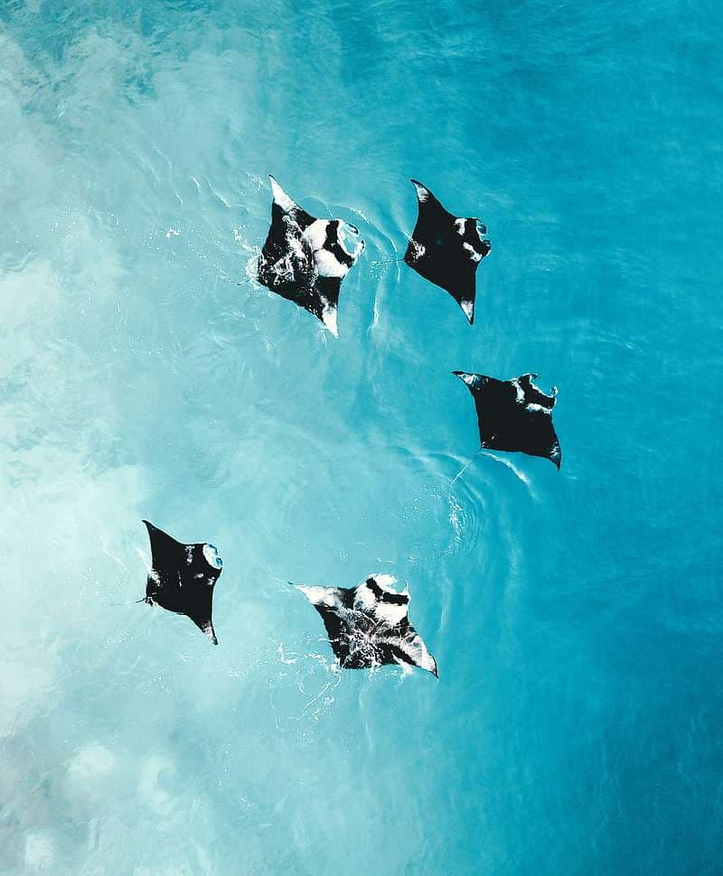 Manta Bay amenity Aquarium Mantaray - Al Marjan Island, Dubai - by Major Developments