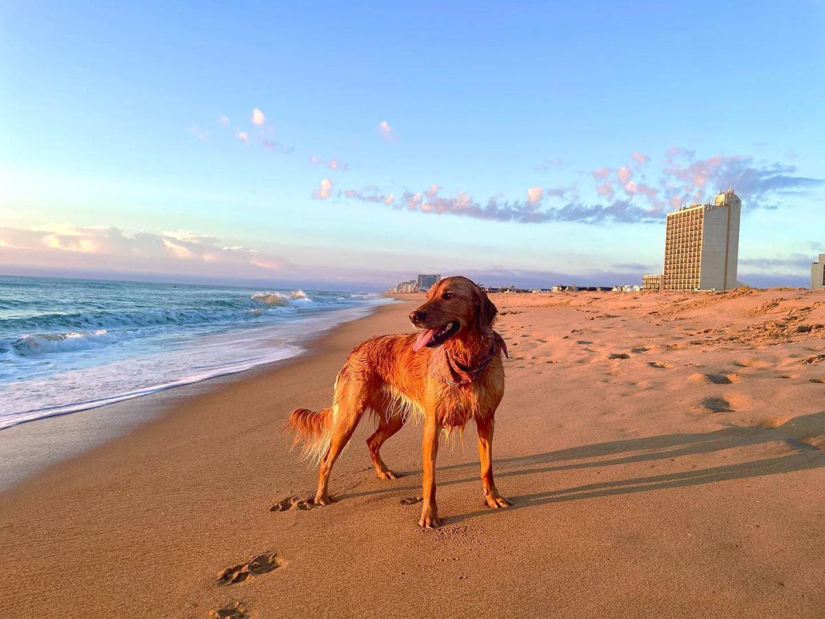 Natuzzi Harmoni amenity Pets Beach - Dubai Islands, Dubai - by Peace Homes Development