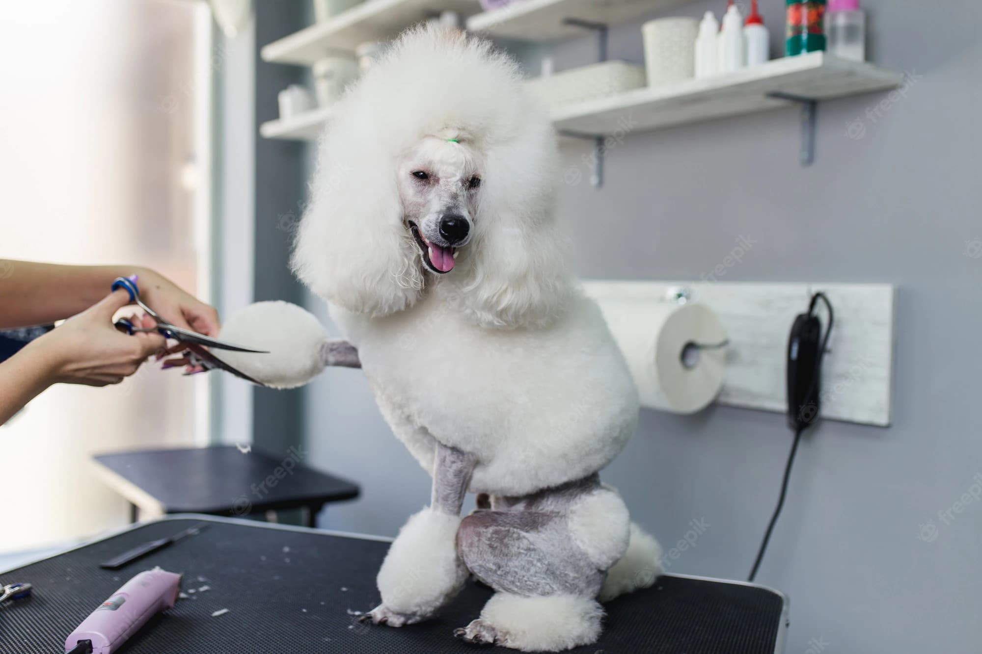 Orla Dorchester Collection amenity Pet Grooming Salon - Palm Jumeirah, Dubai - by Omniyat