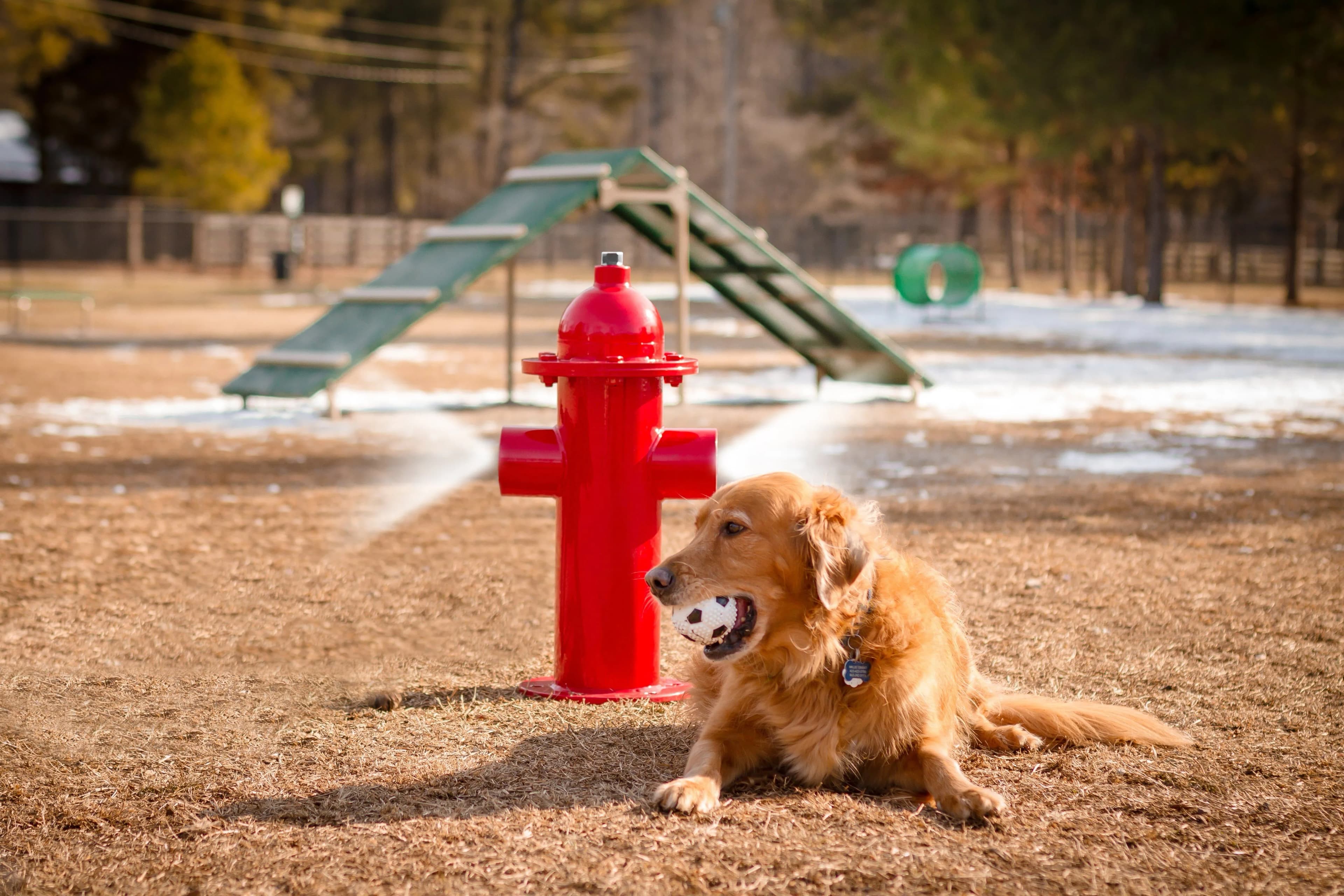 Ovelle The Valley amenity Pet Park - The Valley, Dubai - by Emaar