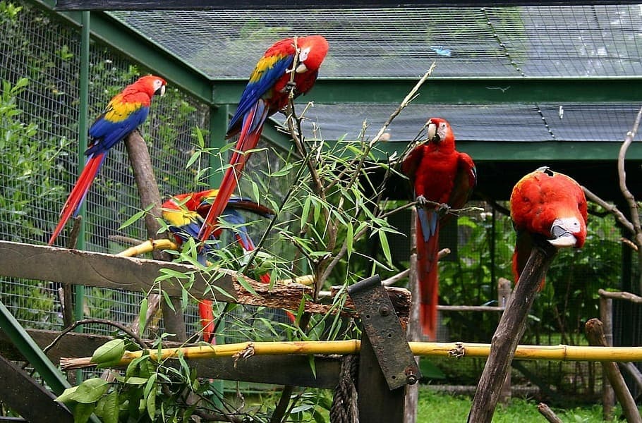 Paradise Hills amenity Themed Birds Park - Damac Lagoons, Dubai - by Gulf Land Property Developers