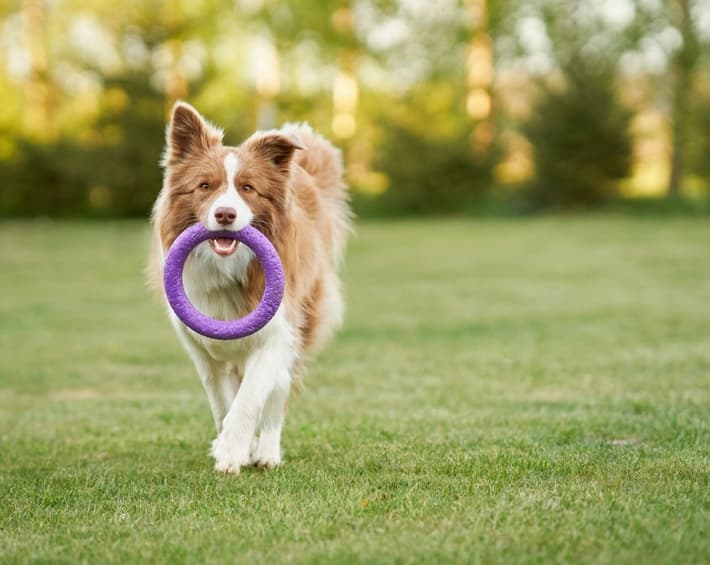 Quattro Del Mar amenity The Pet Park in Mina Al Arab, Ras Al Khaimah, by RAK Properties