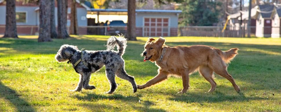 Selina Bay amenity Pets Areas - Yas Island, Dubai - by Reportage Properties