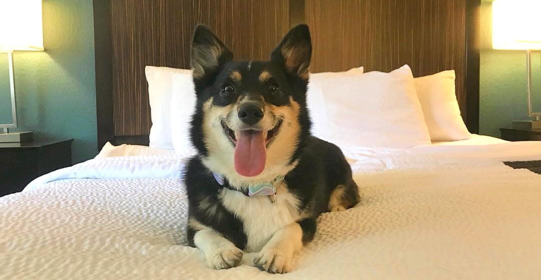 Terra Tower amenity Pets Allowed - Dubailand Residence Complex, Dubai - by Dugasta