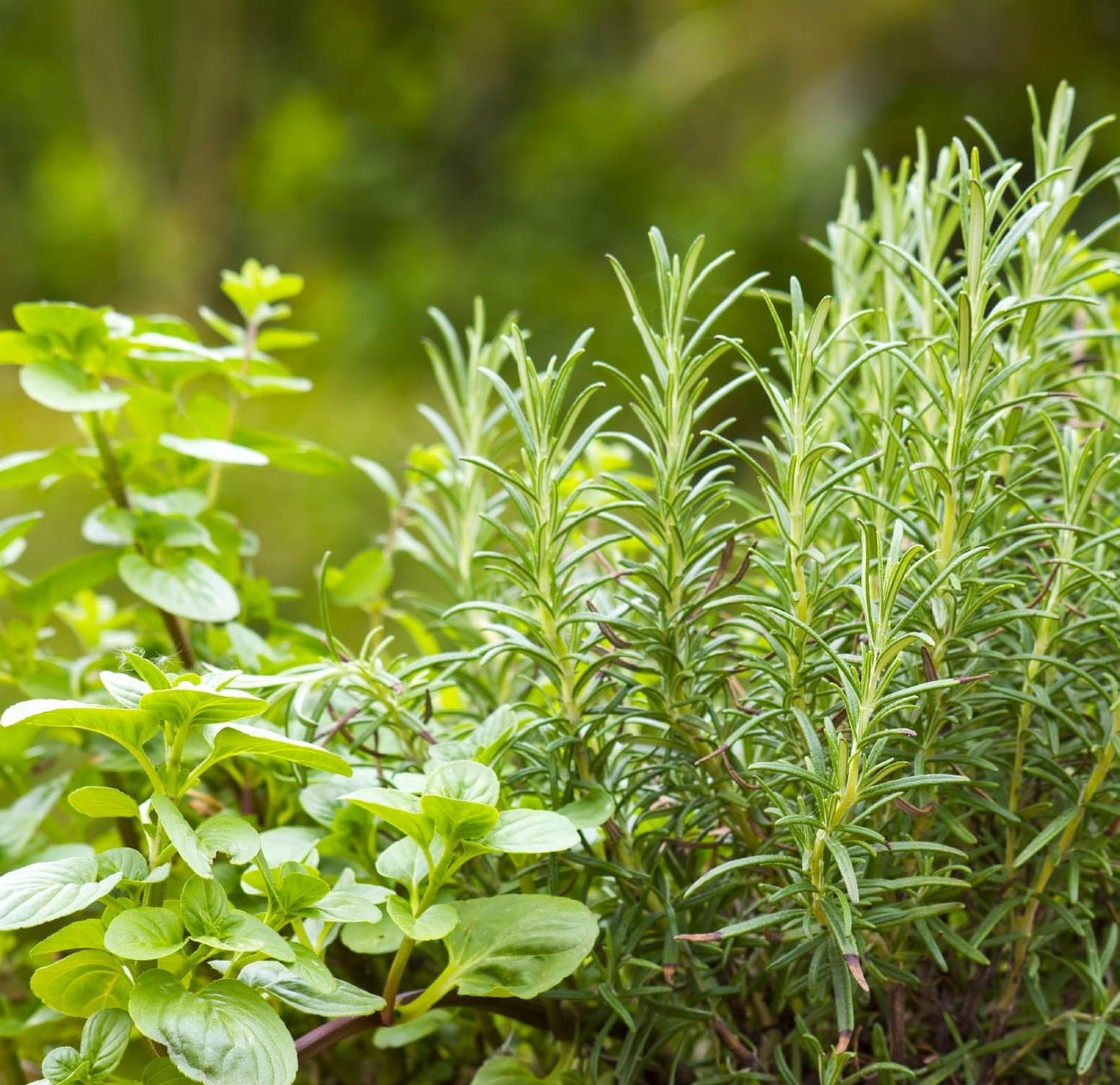 The Acres amenity Edible Garden - Wadi Al Safa 7, Dubai - by Meraas