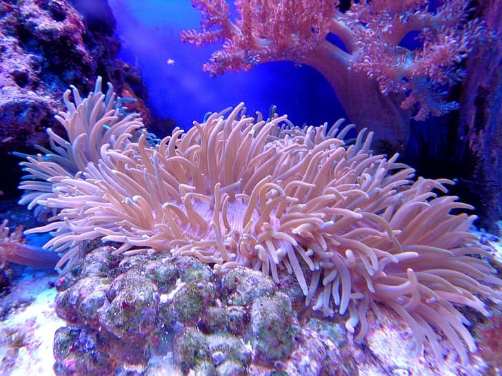 The Heart of Europe - Germany Island amenity Coral Reef Garden in World of Islands, Dubai, by THOE