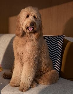 Vida Residences Saadiyat Island amenity Dog Park - Al Saadiyat island, Dubai - by ALAIN