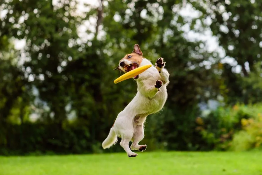 Vue Dorée amenity Pet Friendly Zone - Palm Deira, Dubai - by Crystal Bay Development