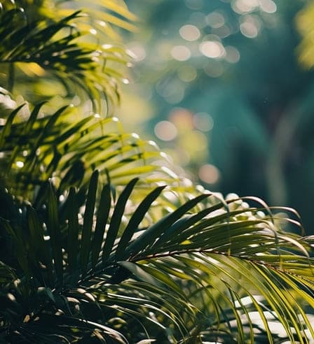 Wadi Villas amenity Rainforest Boardwalk - MBR District 11 (Meydan South), Dubai - by Arista Properties